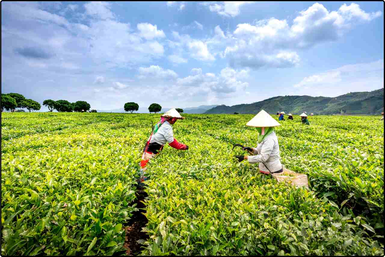 Tea harvesters in traditional attire collecting tea leaves from green bushes in a vast field.